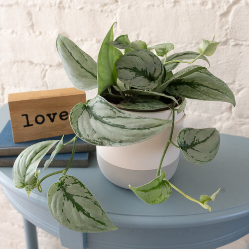 Shimmering Falls™ Kalimantan - Satin Pothos - Scindapsus