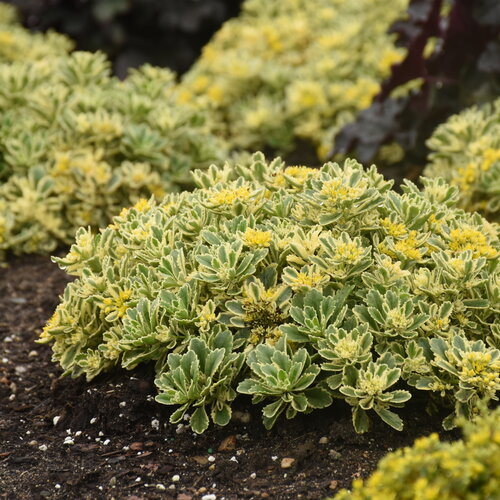 Rock 'N Low® 'Boogie Woogie' - Stonecrop - Sedum hybrid