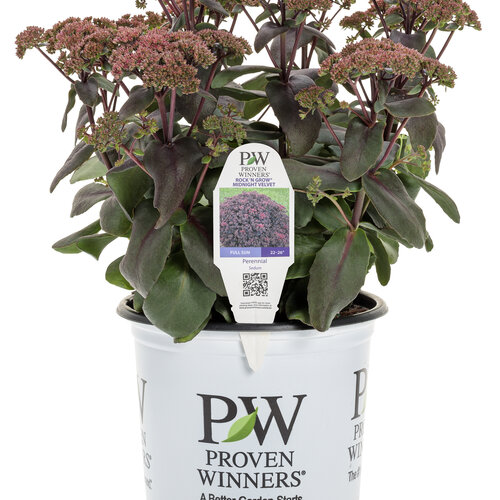 Rock 'N Grow® Midnight Velvet - Stonecrop - Sedum hybrid