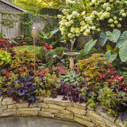 coleus in gardens