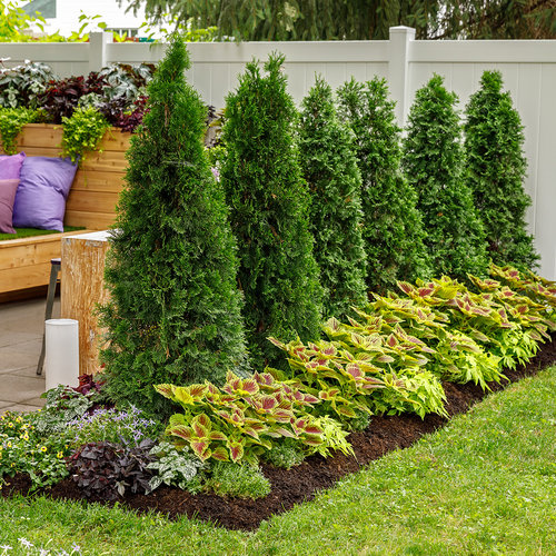 North Pole® Arborvitae Thuja Occidentalis Proven Winners, 50% OFF