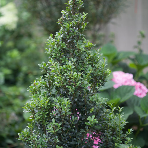 Sky Box® - Japanese Holly - Ilex crenata