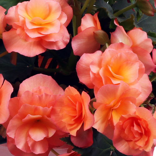 Solenia Apricot Rieger Begonia Begonia X Hiemalis Proven Winners