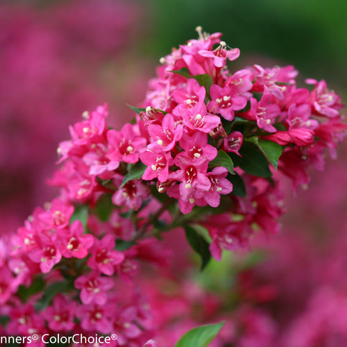 pink flowering shrubs