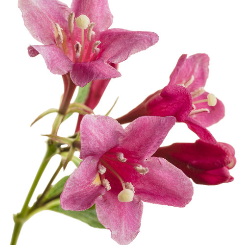 Weigela florida Sonic Bloom® Pure Pink Sonic Bloom® Pure Pink Weigela from  Prides Corner Farms