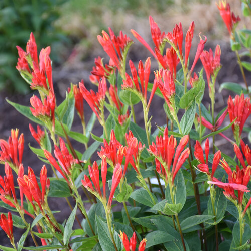 'Orange Slices' - Spigelia marilandica