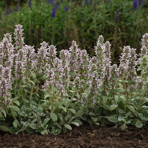 'Little Lamb' - Lamb's ear - Stachys byzantina