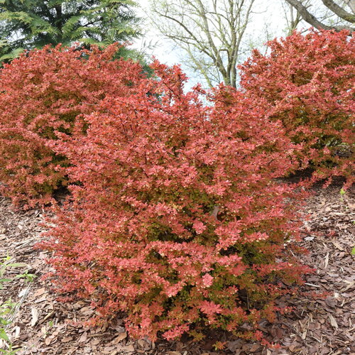 Sunjoy Fast Neo™ - Barberry - Berberis thunbergii