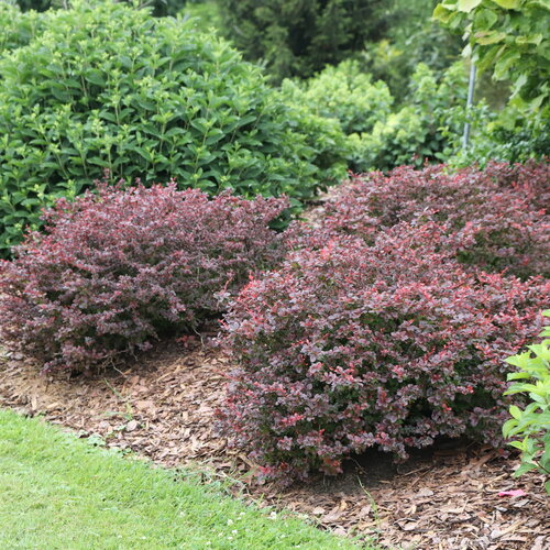 Sunjoy Really Red™ - Barberry - Berberis thunbergii