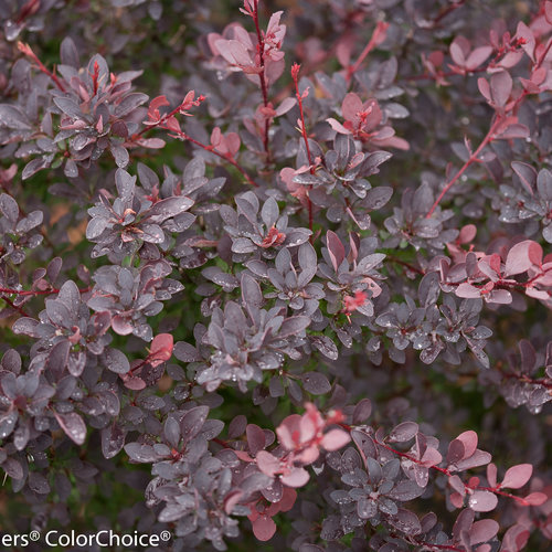 Sunjoy® Syrah - Barberry - Berberis thunbergii | Proven Winners