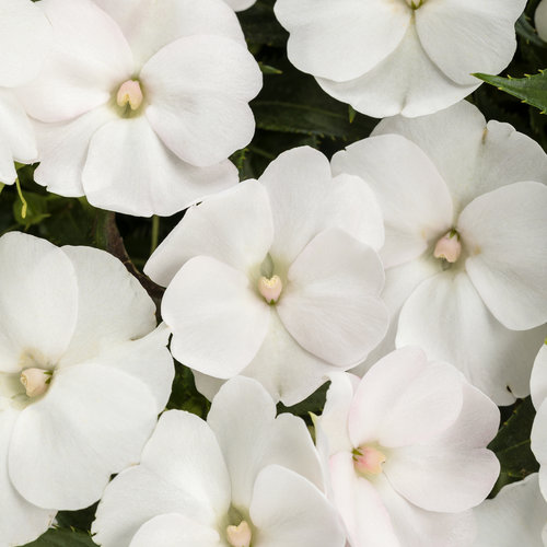 sunpatiens_compact_white.jpg