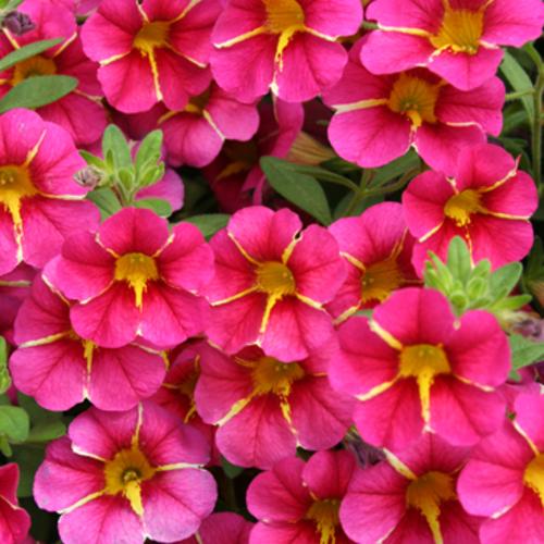 Superbells® Cherry Star - Calibrachoa hybrid