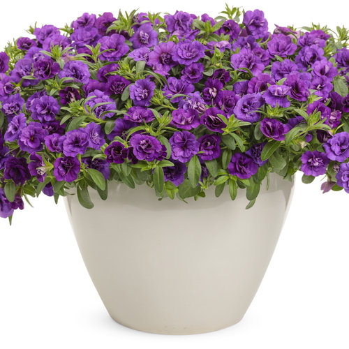 Superbells® Double Blue - Double Calibrachoa - Calibrachoa Hybrid 