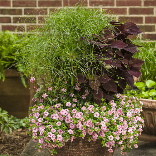 Superbells® Double Orchid - Calibrachoa hybrid | Proven Winners