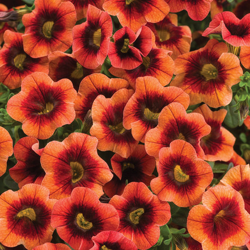 Superbells® Tangerine Punch™ - Calibrachoa hybrid