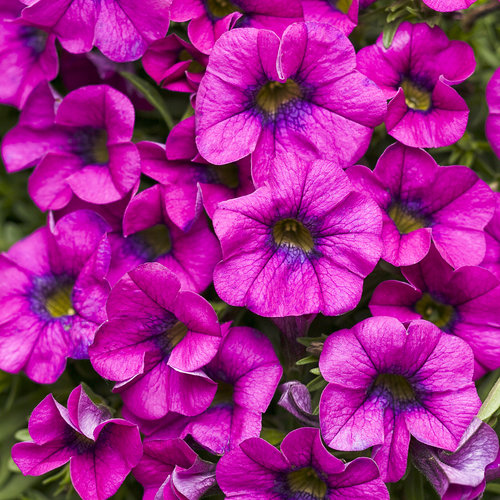 Superbells® Trailing Rose - Calibrachoa hybrid | Proven Winners