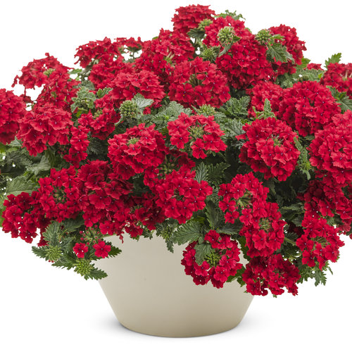 red potted verbena