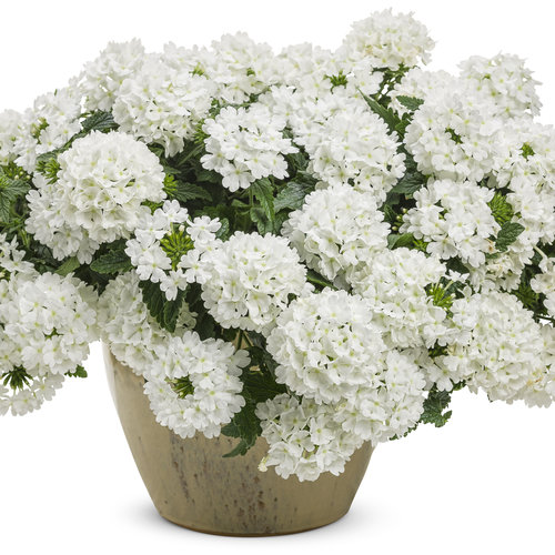 white verbena flower