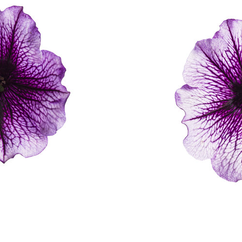 supertunia_bordeaux_001.jpg