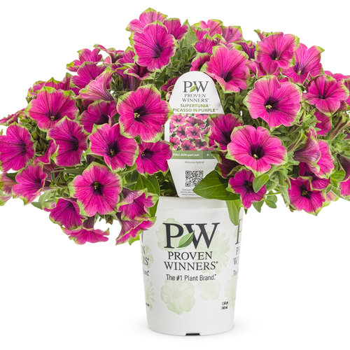 Supertunia® Picasso in Purple® - Petunia hybrid | Proven Winners