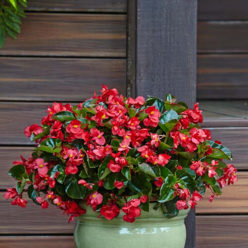 Surefire® Red - Begonia benariensis | Proven Winners