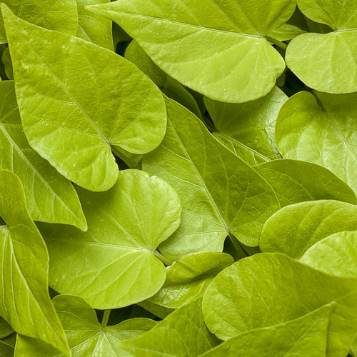 sweet potato vine