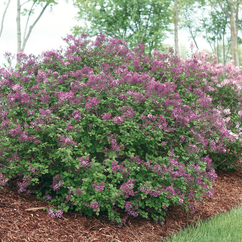 Bloomerang® Dark Purple - Reblooming Lilac - Syringa x | Proven Winners