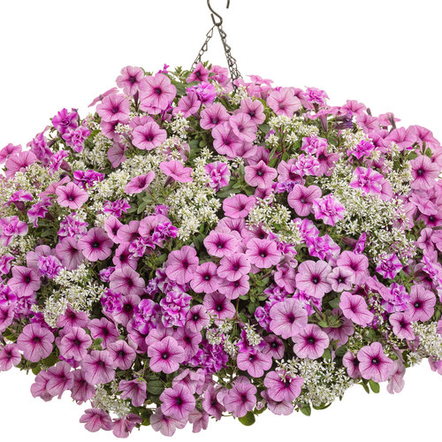 Supertunia® Sharon - Double Petunia - Petunia hybrid | Proven Winners