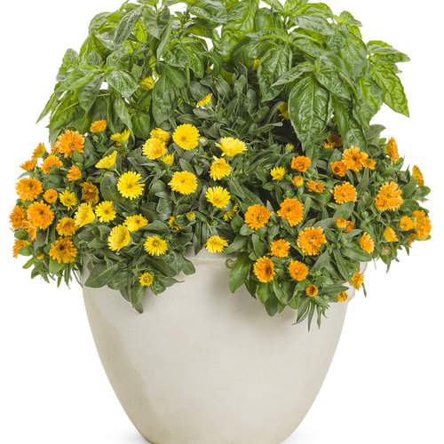 Lady Godiva® Yellow - English Marigold - Calendula hybrid | Proven Winners