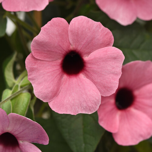 Sunny™ Rose Sensation - Black-eyed Susan Vine - Thunbergia alata