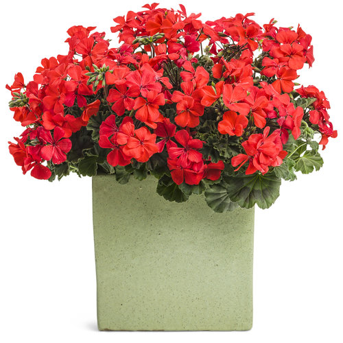 Timeless™ Orange - Geranium - Pelargonium hybrid | Proven Winners