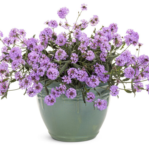 tuberous verbena