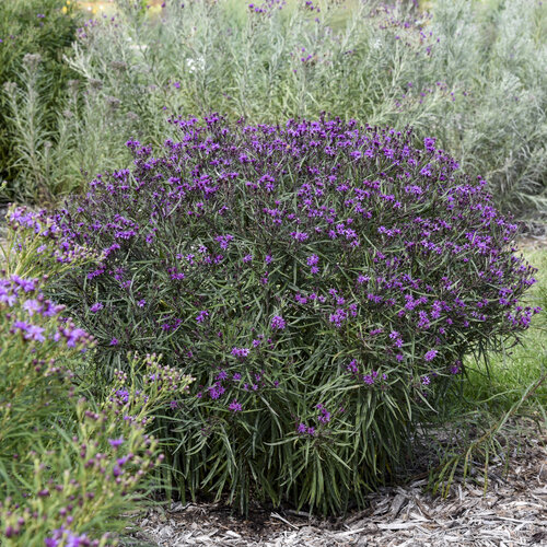 'Prairie Princess' - Ironweed - Vernonia hybrid