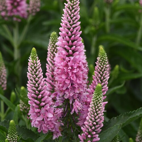 Skyward™ Pink - Long-Leaf Speedwell - Veronica longifolia