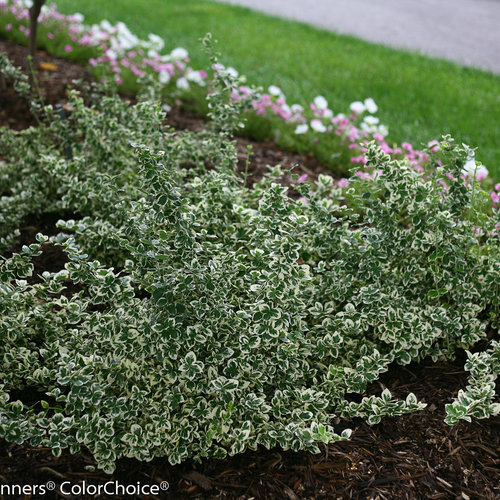 White Album® Wintercreeper Euonymus Fortunei Proven Winners