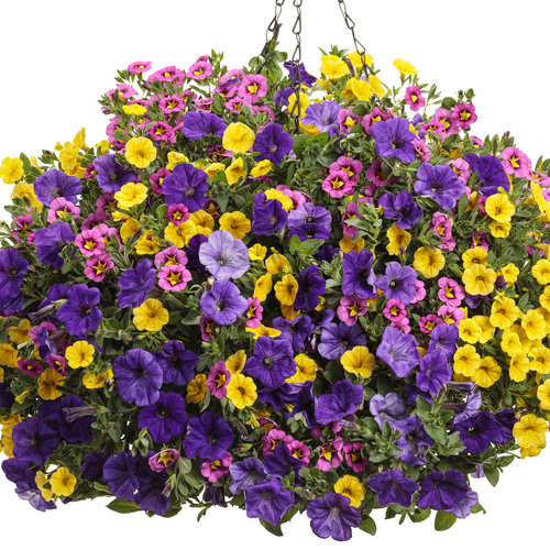 Supertunia® Trailing Blue - Petunia hybrid | Proven Winners