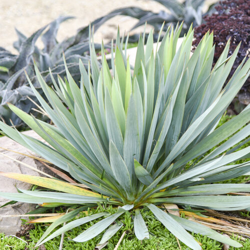 'Dragon Slayer' - Adam's Needle - Yucca hybrid