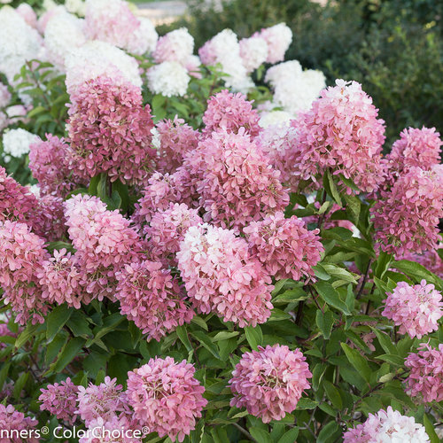 Zinfin Doll® - Panicle hydrangea - Hydrangea paniculata | Proven Winners