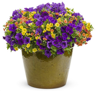 Superbells® Dreamsicle® - Calibrachoa hybrid Combinations | Proven Winners