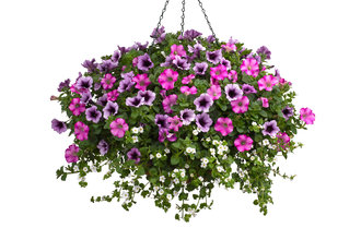 Supertunia® Raspberry Blast® - Petunia hybrid | Proven Winners