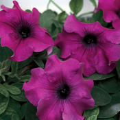 Surfinia® Giant Purple - Petunia hybrid