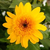 70111657-flower.jpg