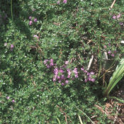 Coccineus - Red Creeping Thyme - Thymus praecox | Proven Winners