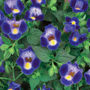 Catalina® Midnight Blue - Wishbone Flower - Torenia hybrid