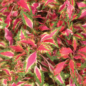 Pink Chaos - Coleus scutellarioides