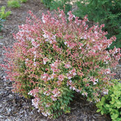 A perfectly rounded habit of Poco Loco abelia with dusky pink new growth and pal