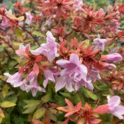 Pale pinky purple tubular flowers on warm burgundy bracts on Poco Loco abelia.