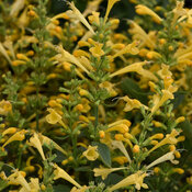 Summerlong™ Lemon - Mexican Giant Hyssop - Agastache mexicana