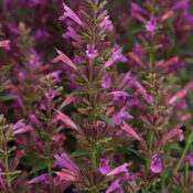 Summerlong™ Magenta - Mexican Giant Hyssop - Agastache mexicana