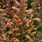 Summerlong™ Peach - Mexican Giant Hyssop - Agastache mexicana